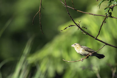 Close-up of bird perching on branch