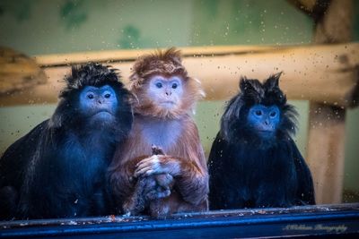 Portrait of monkey sitting in water