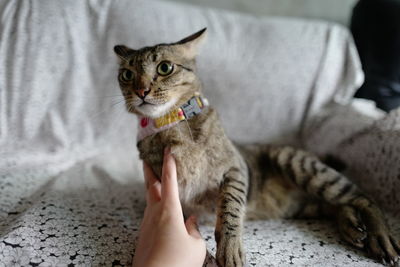 Cropped image of person hand on cat