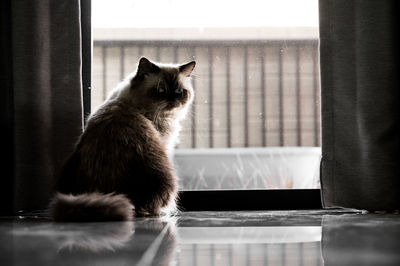 Cat sitting on window sill at home