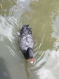 High angle view of duck swimming in lake