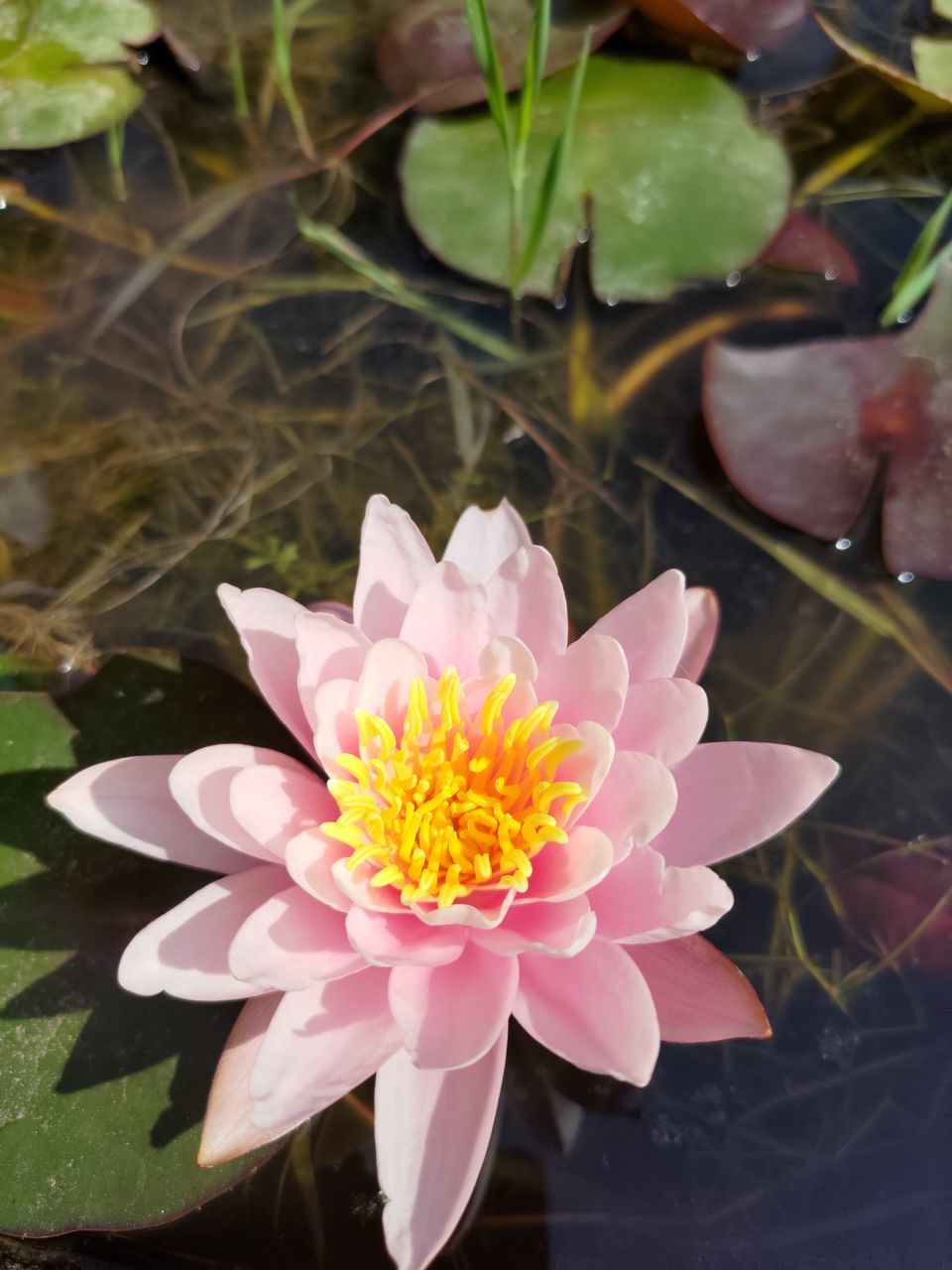 flower, flowering plant, plant, beauty in nature, freshness, petal, pink, aquatic plant, flower head, water lily, water, nature, inflorescence, pond, fragility, close-up, leaf, plant part, growth, pollen, lotus water lily, no people, macro photography, outdoors, lily, floating, floating on water, day, proteales