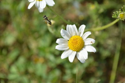 Close-up of bee pollinating on white flower