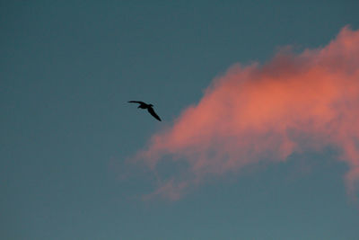 Low angle view of silhouette bird flying in sky