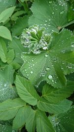 Close-up of wet plant