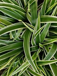 Full frame shot of green leaf