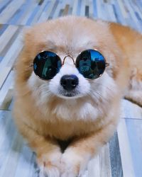 Portrait of dog wearing sunglasses