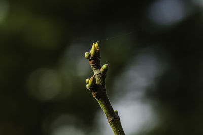 Close-up of plant against blurred background