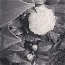 Close-up of rose