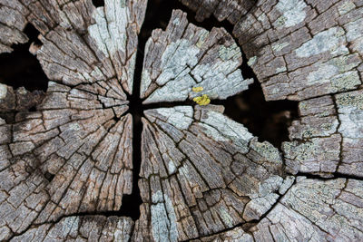 Close-up of tree trunk