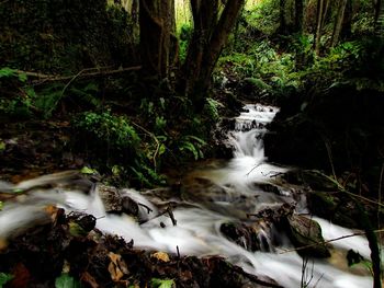 View of waterfall in forest