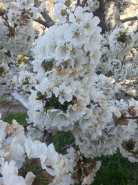 Close-up of white flowers