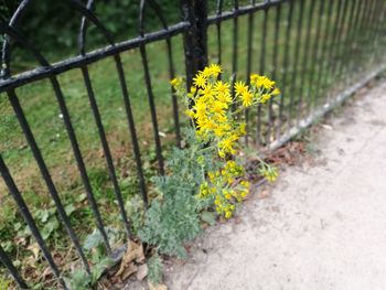 Close-up of yellow flowers growing in field