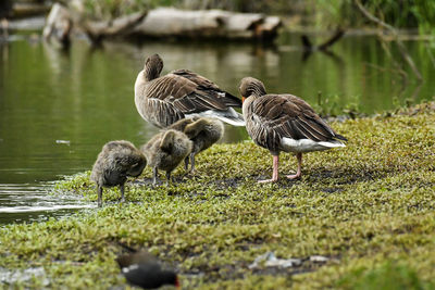 Ducks in a lake