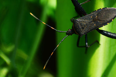 Close-up of insect on leaf