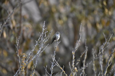 Close-up of bird perching on branch