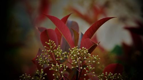 Close-up of red flower