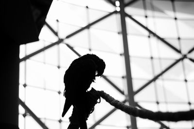 Side view of silhouette woman walking outdoors