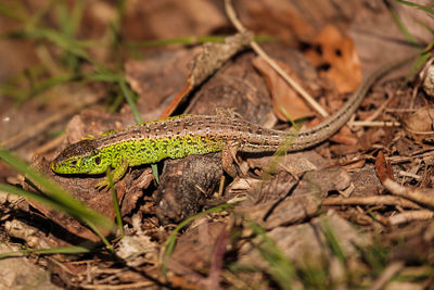 Close-up of lizard on tree