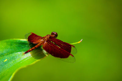 Close-up of insect on leaf