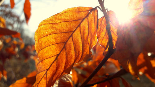 Close-up of yellow maple leaves during autumn