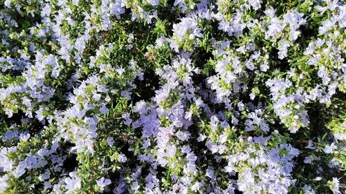 Full frame shot of white flowering plants