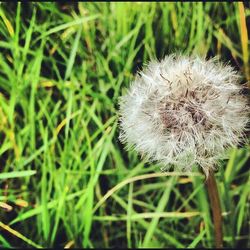 Close-up of dandelion on grass