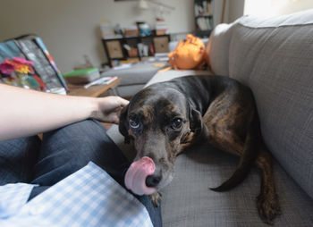 Close-up of man holding dog sitting on sofa at home