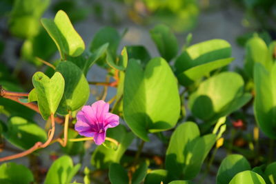 Close-up of pink flowering plant