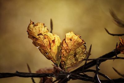 Close-up of dry leaves on tree during autumn