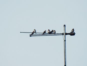 Low angle view of birds perching on pole against clear sky