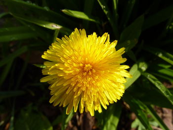 Close-up of yellow flower