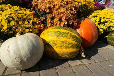 Pumpkins with autumn flowers, pumpkin patch at farm