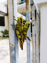 Close-up of grasshoppers