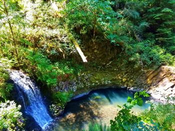 High angle view of river amidst trees in forest