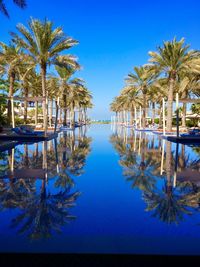Palm trees by sea against clear blue sky