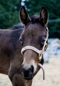 Close-up portrait of horse