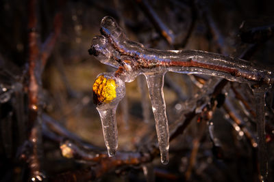 Close-up of frozen plant