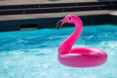 Close-up of swan in swimming pool