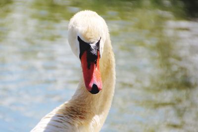 Close-up of swan swimming on lake