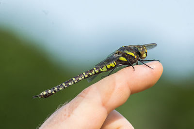 Close-up of hand holding insect