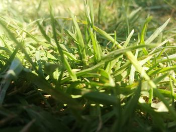 Close-up of fresh green grass in field
