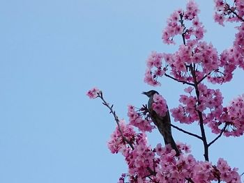 Low angle view of pink flowers blooming on tree