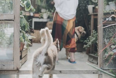 Low section of man with dog walking on street