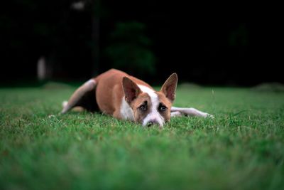 Portrait of dog lying on grassy land