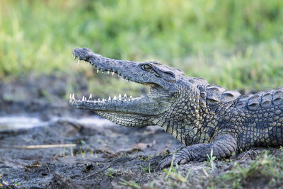 Close-up of alligator with open mouth on land