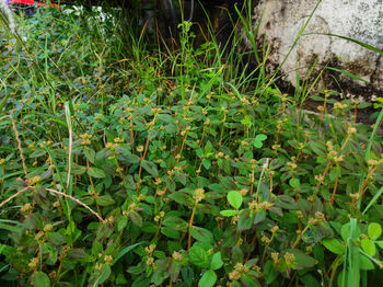 High angle view of bamboo plants on field