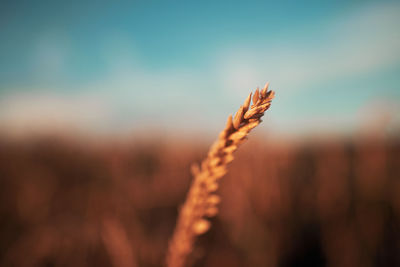 Close-up of stalks growing against sky during sunset