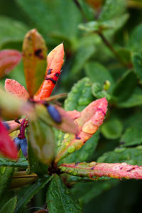 Close-up of red flowering plant