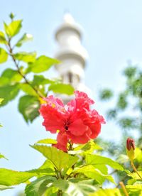 Low angle view of flowering plant against sky